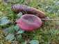Barnulóhúsú galambgomba (Russula xerampelina), Őrség